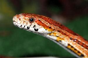 La serp canvia de dieta en la quarantena